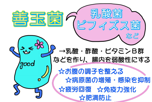 腸活 善玉菌を増やし悪玉菌を減らす 横浜上大岡 整体 筋膜 ハーブボール Sora