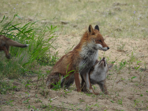 野生のキツネたち 失われた地平線