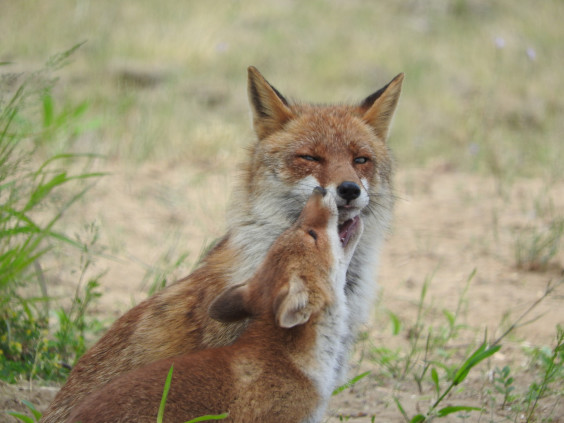 野生のキツネたち 失われた地平線