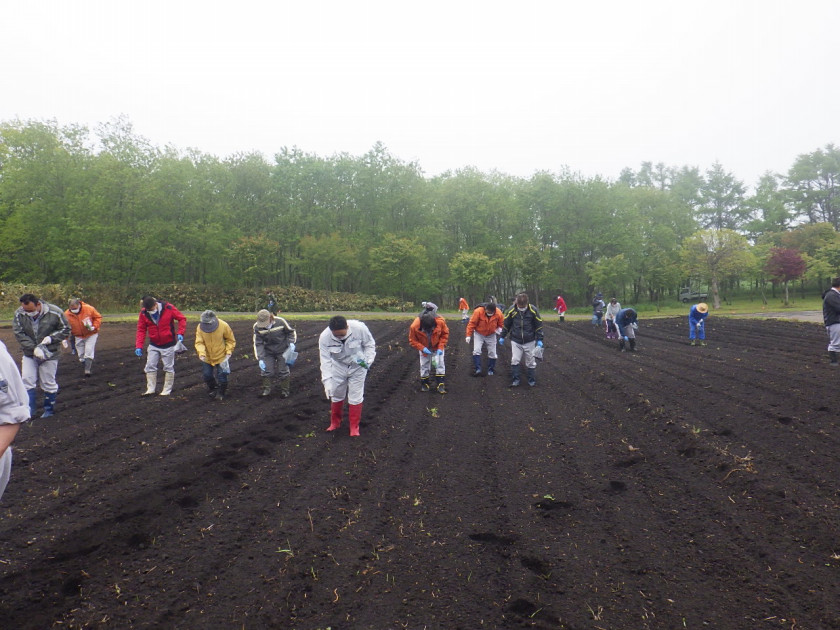 ひまわり種まき 噴火湾パノラマパーク 東陽建設株式会社
