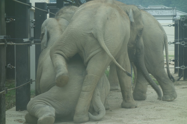 京都市動物園 象をめぐる冒険