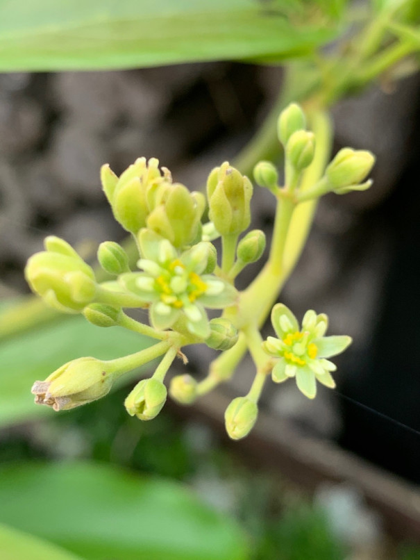 アボカドの花 ひげ農園