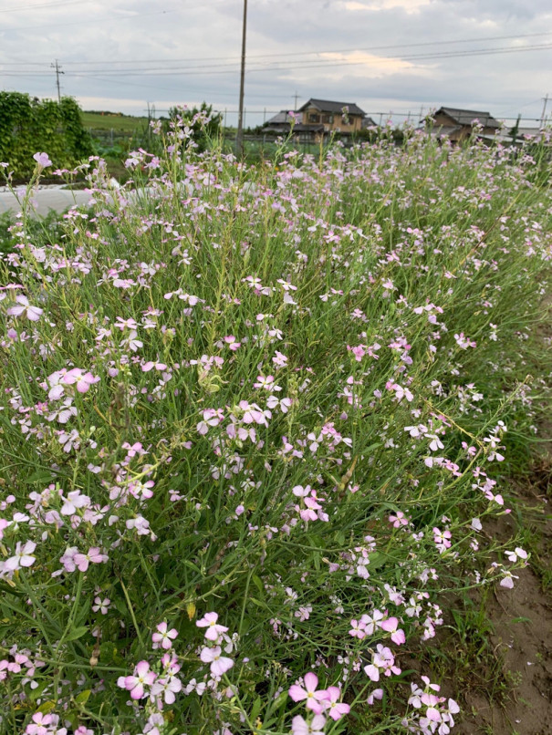 大根の花 ひげ農園