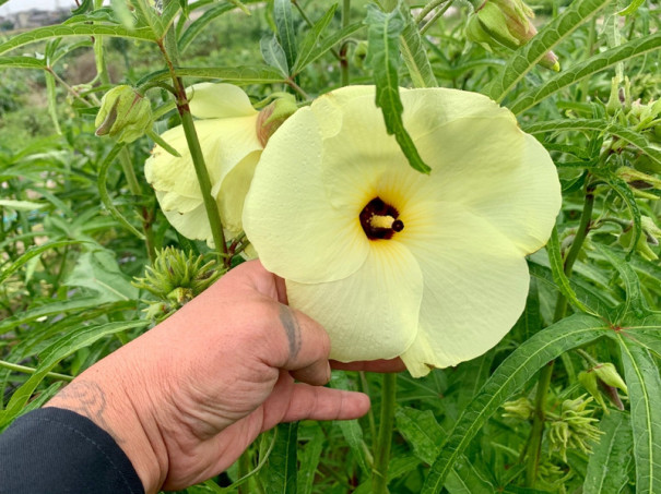 花オクラ ひげ農園