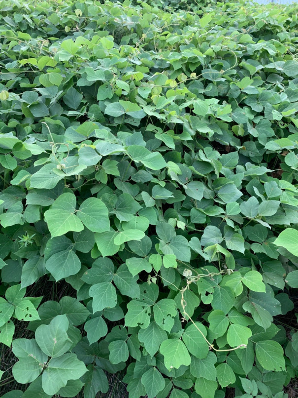 葛の葉 ひげ農園