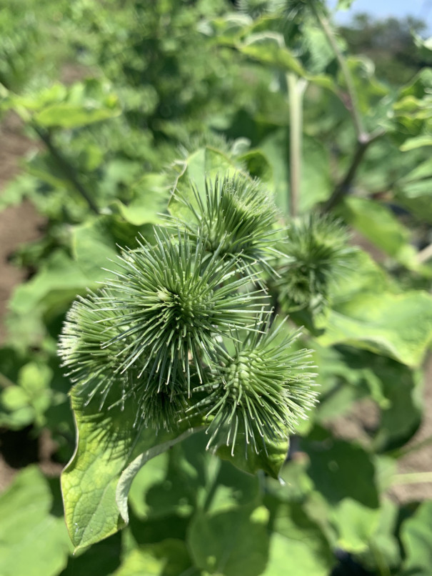 ゴボウの花 ひげ農園