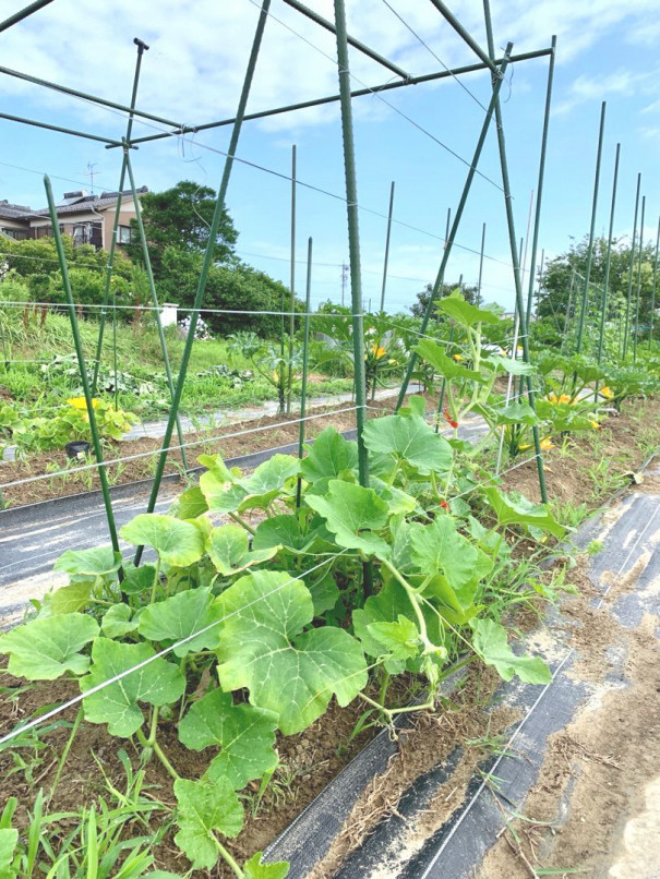 バターナッツかぼちゃ ひげ農園 バターナッツかぼちゃ ひげ農園
