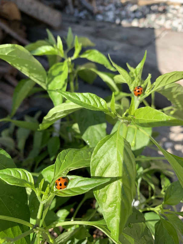 唐辛子の苗に ひげ農園