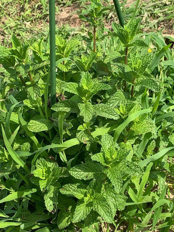 レモンバーム ひげ農園