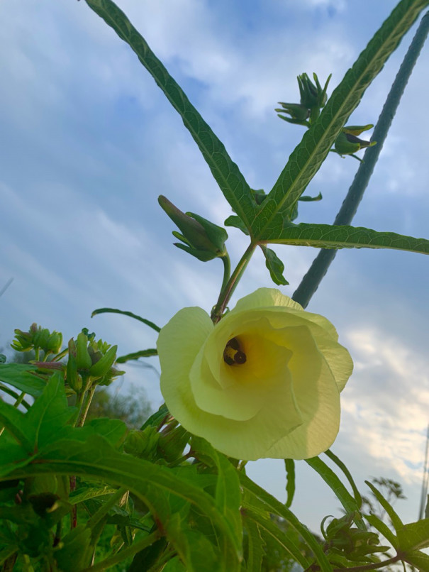 花オクラ ひげ農園