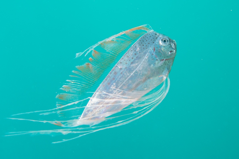 フリソデウオ まいにち大瀬崎