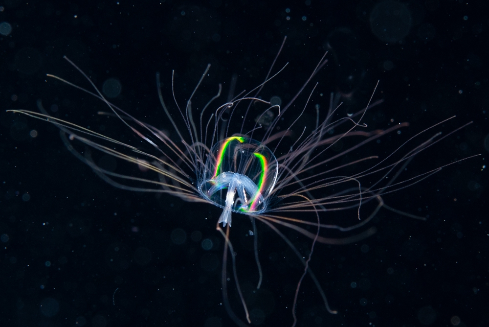 ヒメツリガネクラゲ まいにち大瀬崎