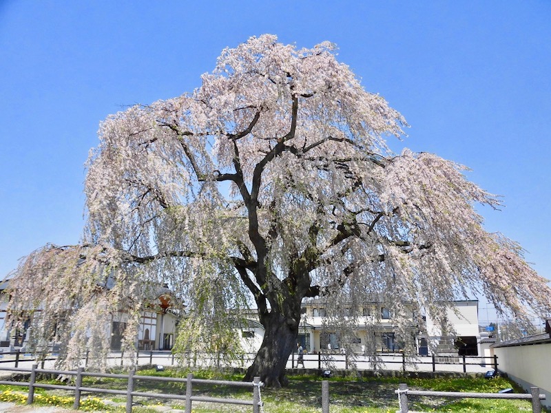 北斗市法亀寺のしだれ桜 イラスト散歩 In Hokkaido