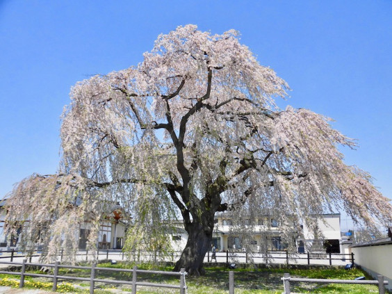 北斗市法亀寺のしだれ桜 イラスト散歩 In Hokkaido