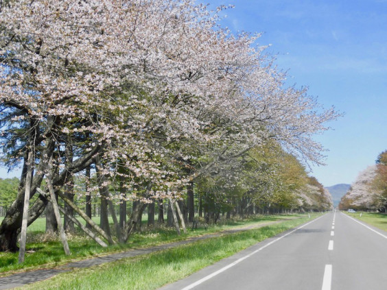 二十間道路桜並木 イラスト散歩 In Hokkaido