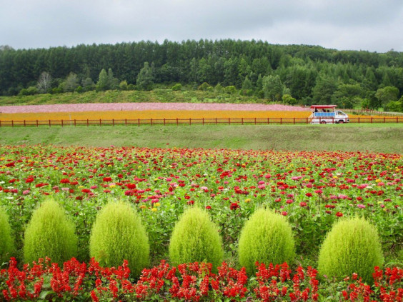 遠軽町の太陽の丘えんがる公園コスモス園 イラスト散歩 In Hokkaido
