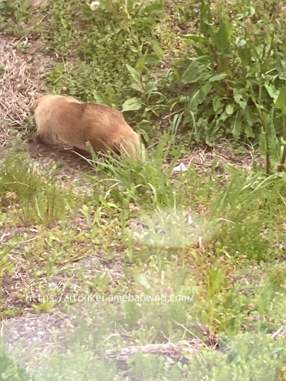 珍客が イトウケイ