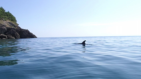 松ヶ崎の海でイルカに遭遇 佐渡島 松ヶ崎ライフ 松ヶ崎の海でイルカに遭遇 佐渡島 松ヶ崎ライフ