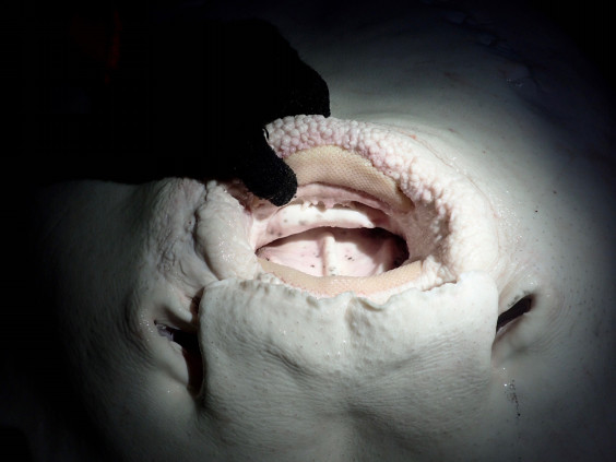 巨大エイ 大城勝太 S Ownd