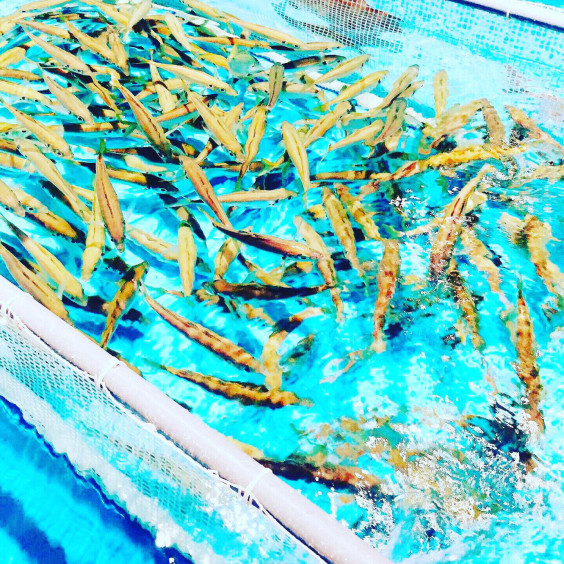 大阪難波 釣り居酒屋 Kyotomachiyatrips S Ownd