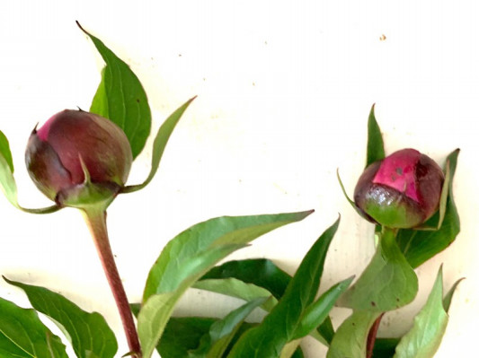 芍薬の咲かせかた Flower Lesson Tata 芍薬の咲かせかた Flower Lesson Tata