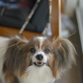 アメブロ更新しました Abe Dog School