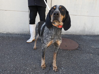 迷い犬のお知らせ 一般社団法人静岡県猟友会