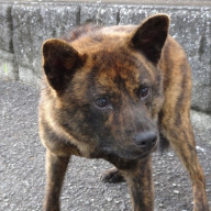 迷い犬のお知らせ 一般社団法人静岡県猟友会