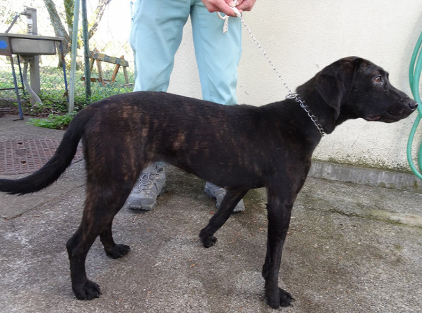 迷い犬のお知らせ 一般社団法人静岡県猟友会