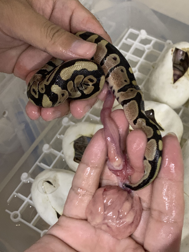 繁殖の暗闇 ボールパイソン死籠り対策 シンレプタイルズの爬虫類モルフ紹介屋