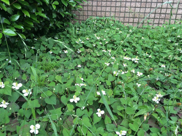 花びらは がくは ドクダミの花の不思議 麻布大学 環境科学科