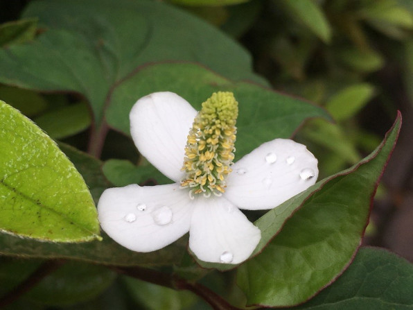 花びらは がくは ドクダミの花の不思議 麻布大学 環境科学科