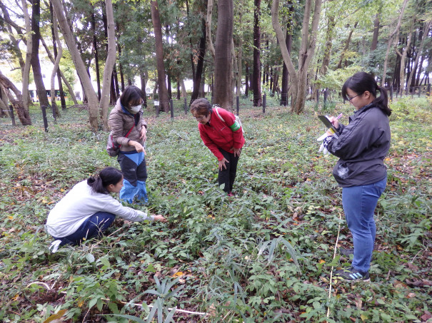古淵鵜野森公園 で植物調査を実施 麻布大学 環境科学科