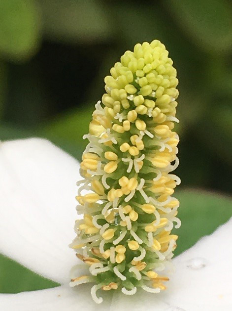 花びらは がくは ドクダミの花の不思議 麻布大学 環境科学科