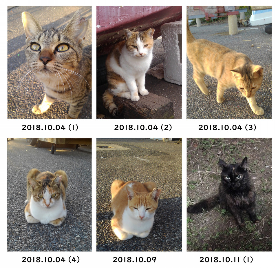 大村市 K M地区 地域猫tnr 第1回 2018年10月 11月 ぴーすきゃっと長崎ホームページ