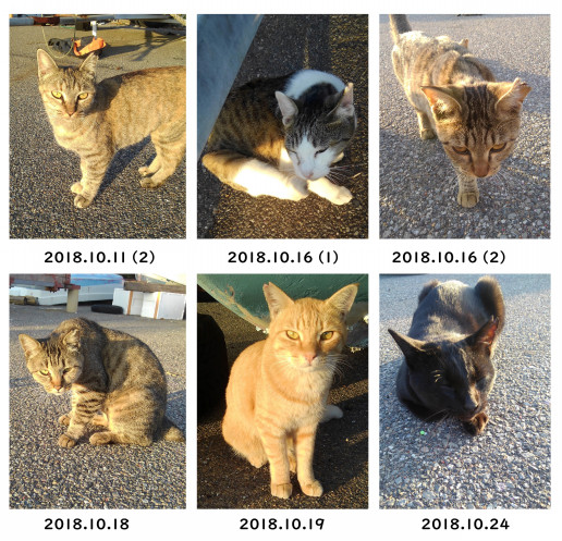 大村市 K M地区 地域猫tnr 第1回 2018年10月 11月 ぴーすきゃっと長崎ホームページ