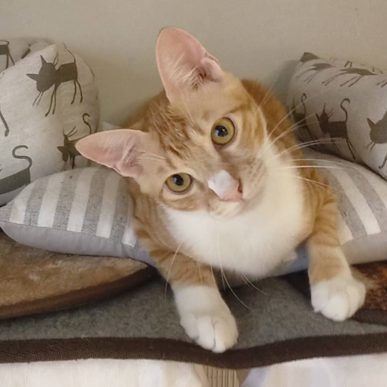 ぴーすきゃっと長崎ホームページ