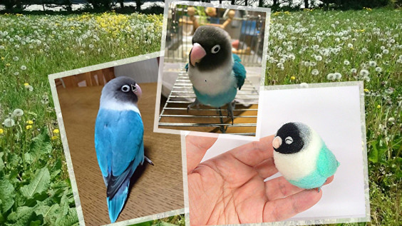 ボランティア依頼作完成 ボタンインコのラルちょ ペットロス支援のボランティア制作と募金のお願いサイト