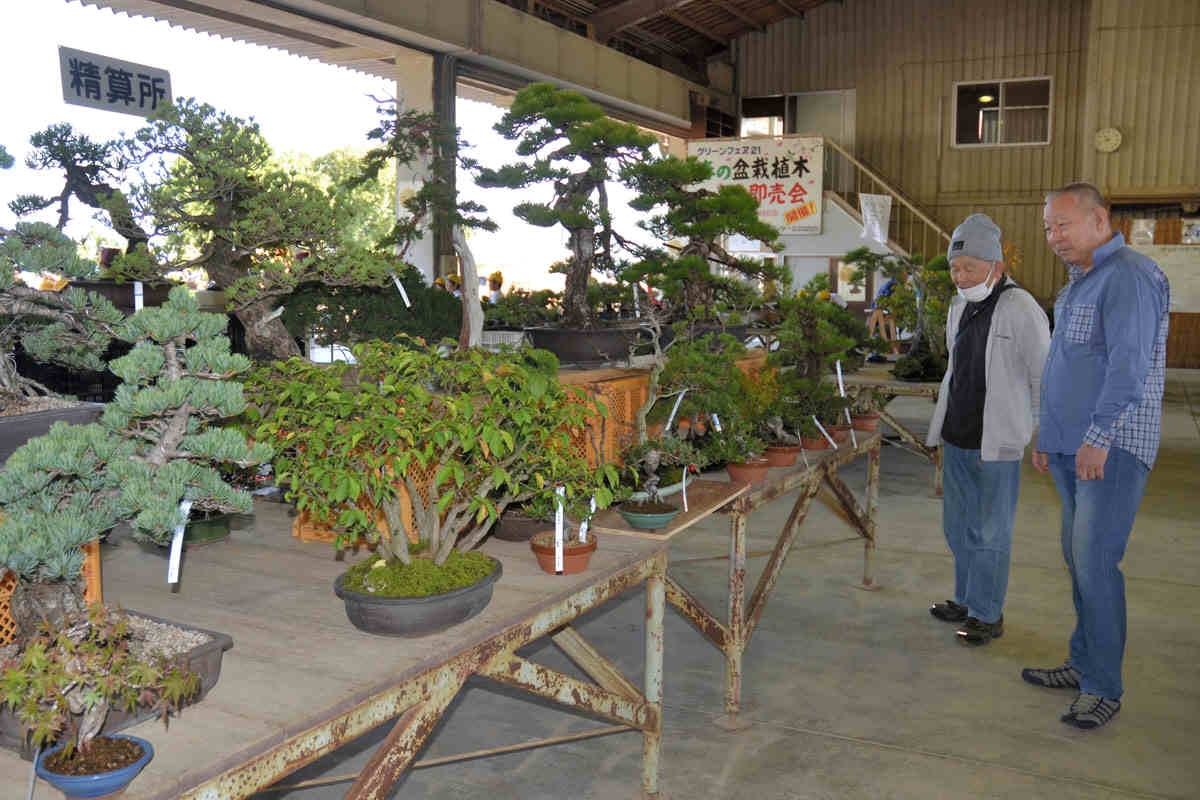 手塩にかけた２万点 高松で盆栽まつり 愛好家ら品定め 全日本盆栽協会