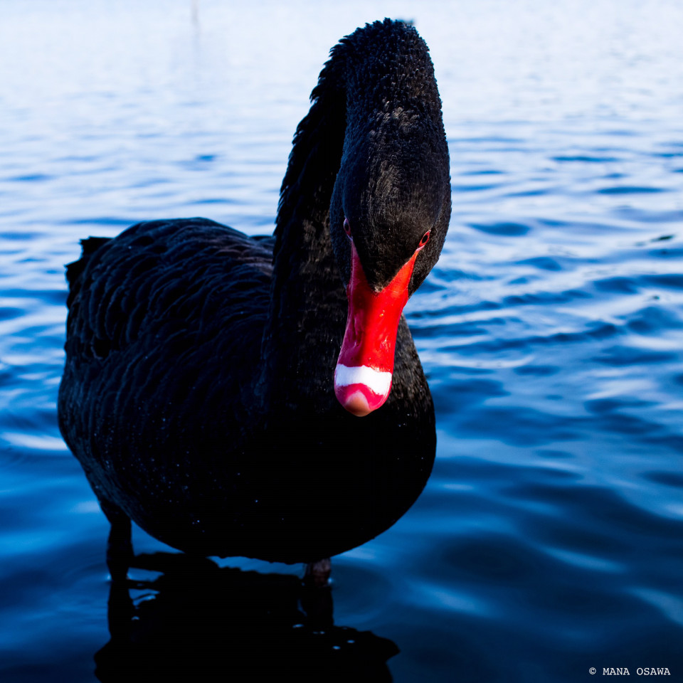 千波湖 ブラックスワン Photography Mana Osawa Official Site 大沢愛
