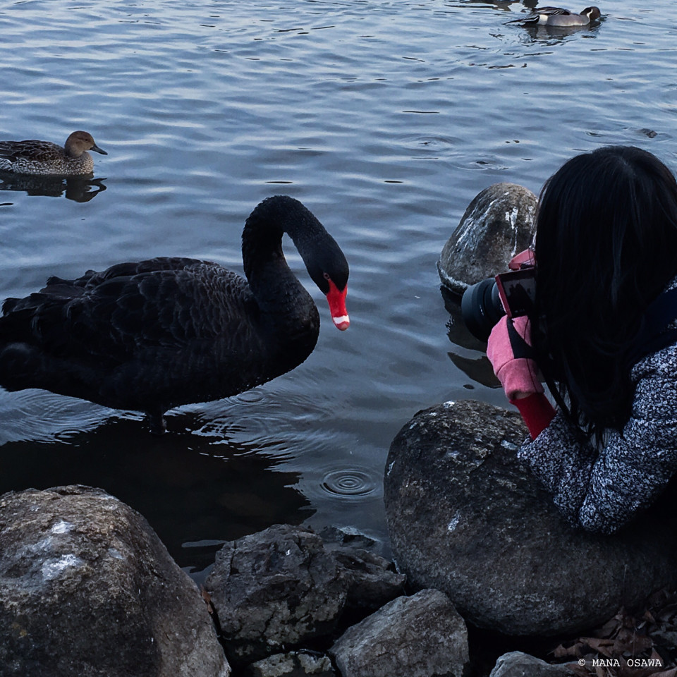 千波湖 ブラックスワン Photography Mana Osawa Official Site 大沢愛