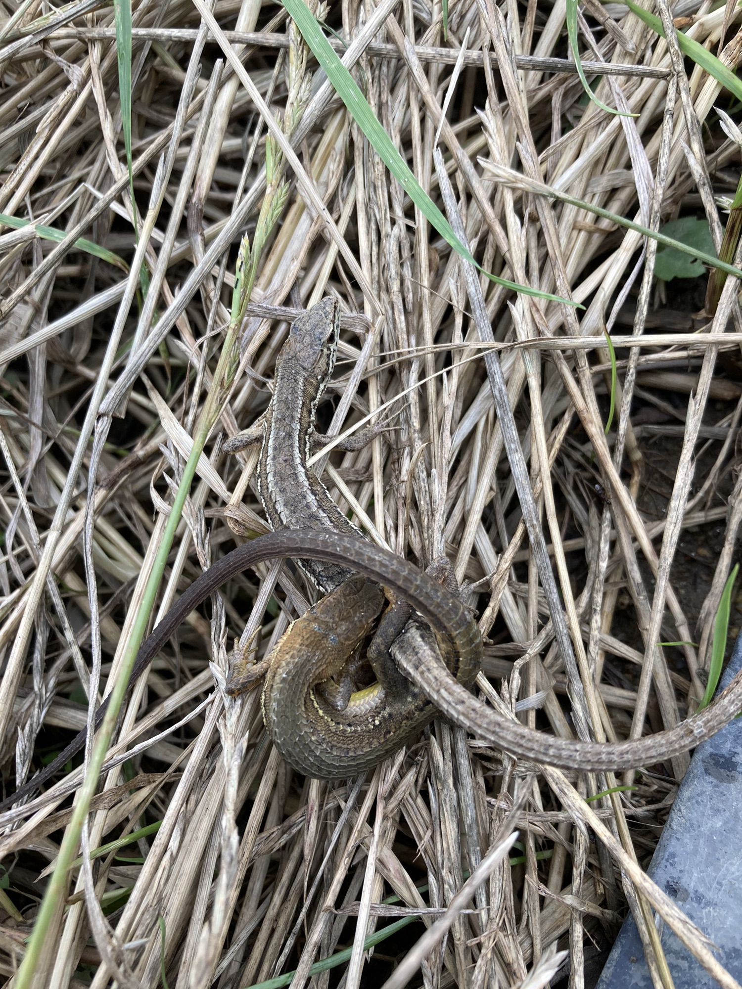 蛇舅母 | 豊明市の学習みかん狩り園・自然塾・知教塾 ケーファーム