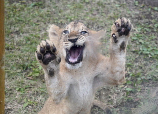 ライオンの赤ちゃん 富士サファリパーク19 10 4 Foo Zoo