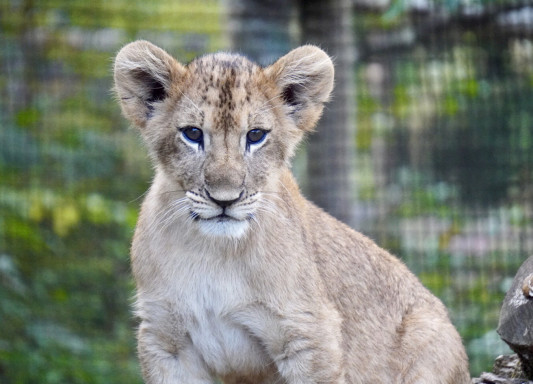 ライオンの赤ちゃん 富士サファリパーク19 10 4 Foo Zoo