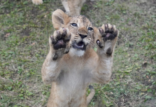 ライオンの赤ちゃん 富士サファリパーク19 10 4 Foo Zoo