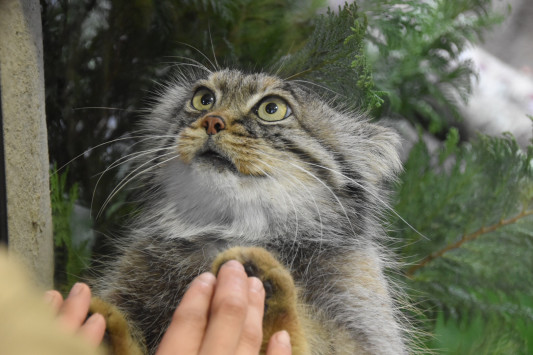 マヌルネコ 那須