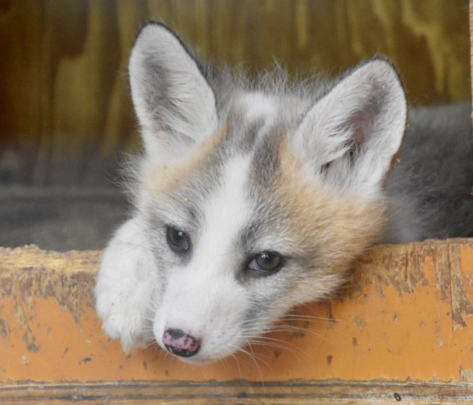 宮城蔵王キツネ村19 6 3 Foo Zoo