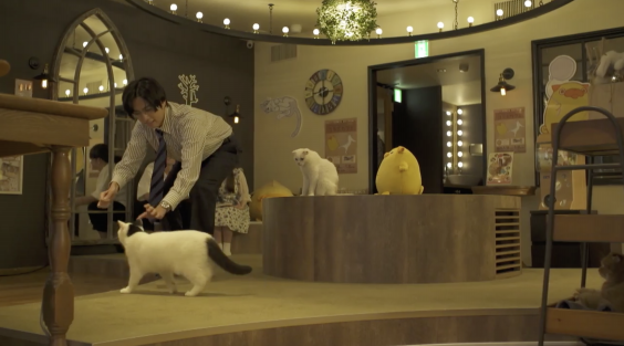 猫カフェmochaラウンジ池袋東口店が読売テレビ おじさんはカワイイものがお好き で使用されました 猫カフェモカ お知らせ メディア掲載情報