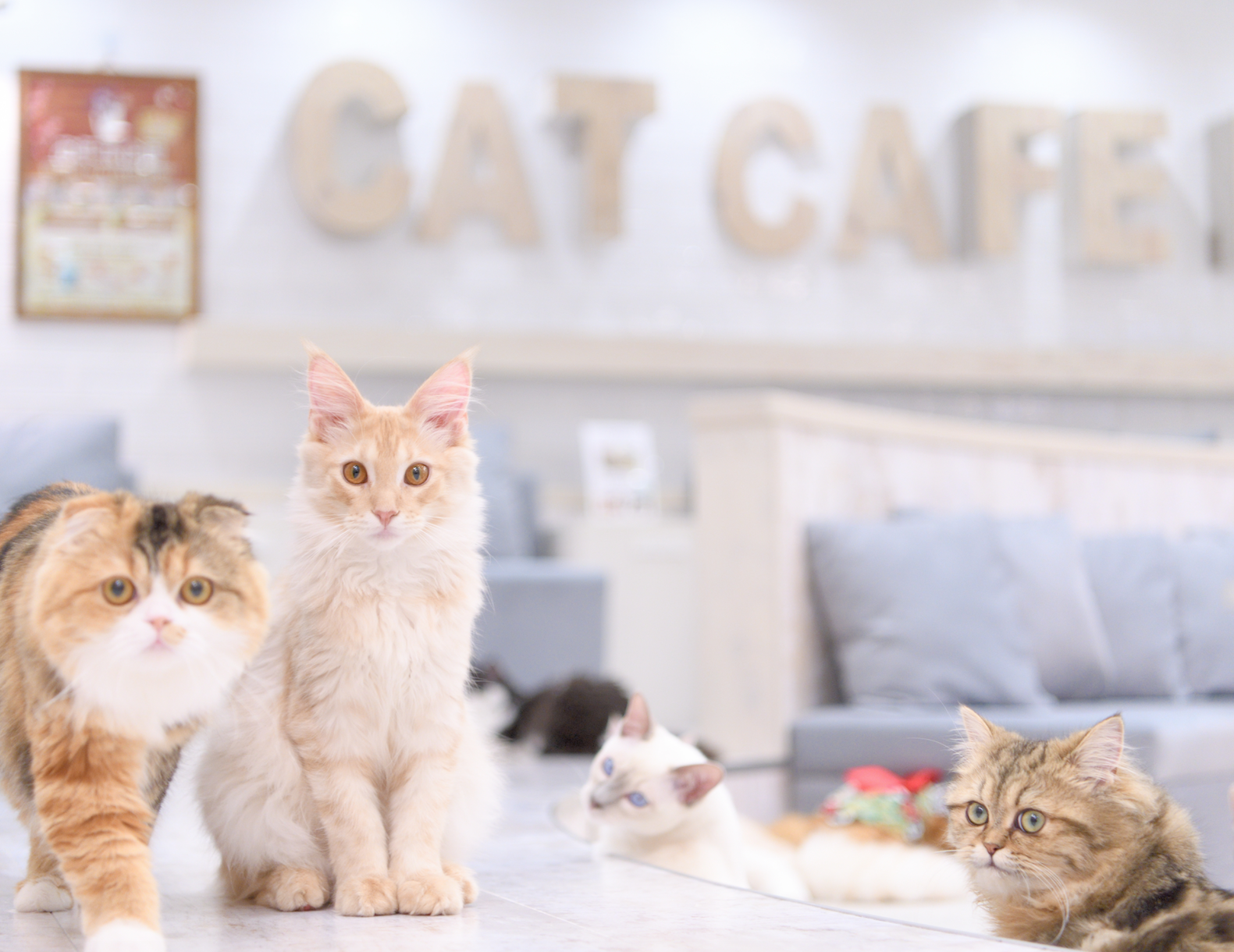 猫カフェMOCHA にゃんずトレカ　町田ジョルナ店 SNSで話題沸騰中！各店舗限定、当たり付きにゃんこトレカが夏ver