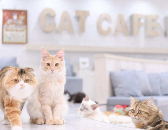猫カフェモカ 町田ジョルナ店（東京） | . 【グッズ販売の